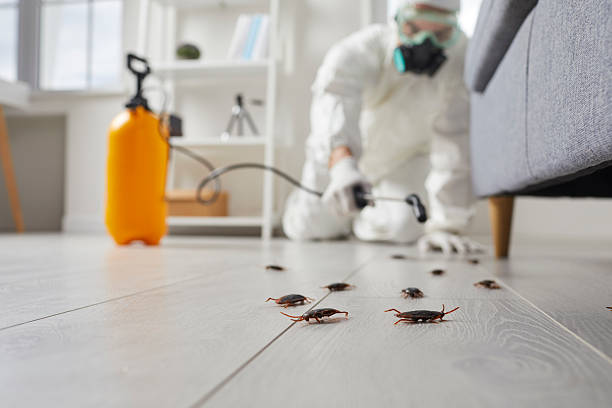 Commercial Kitchen Cockroach Control in North Gates